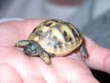 baby tortoise - powerpoint graphics