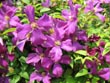 clematis - powerpoint graphics