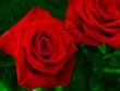 flowers red roses - powerpoint graphics