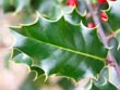 holly leaf - powerpoint pictures